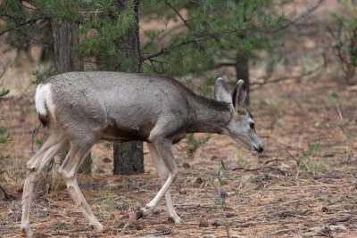 Muildierhert / Mule Deer / Odocoileus hemionus