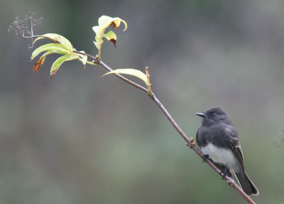 Black Phoebe / Zwarte Phoebe / Sayornis nigricans