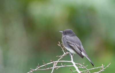 Black Phoebe / Zwarte Phoebe / Sayornis nigricans