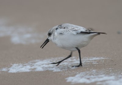 Drieteenstrandloper / Sanderling / Calidris alba