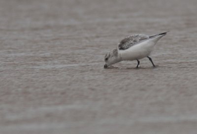 Drieteenstrandloper / Sanderling / Calidris alba