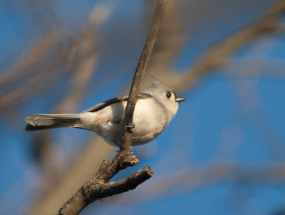 Tufted Titmouse / Tweekleurige mees / Baeolophus bicolor