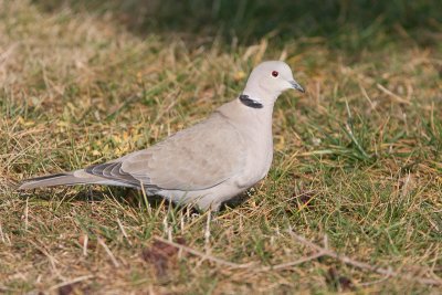Turkse tortel / Eurasian Collared Dove / Streptopelia decaocto