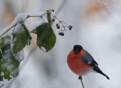 Goudvink / Eurasian Bullfinch / Pyrrhula pyrrhula