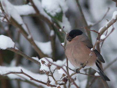 Goudvink / Eurasian Bullfinch / Pyrrhula pyrrhula