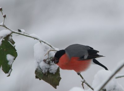 Goudvink / Eurasian Bullfinch / Pyrrhula pyrrhula