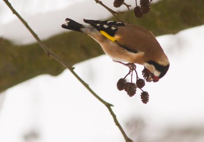 Putter / European Goldfinch / Carduelis carduelis