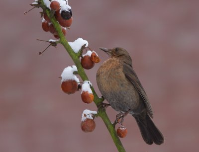 Merel / Common Blackbird / Turdus merula