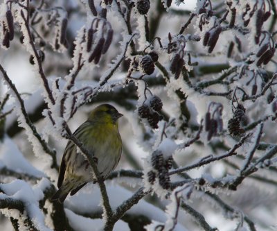 Sijs / Eurasian Siskin / Carduelis spinus