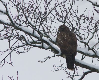 Buizerd / Common Buzzard / Buteo buteo