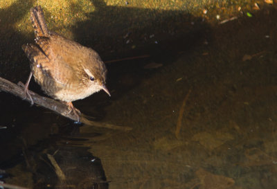 Winterkoning / Northern Wren / Troglodytes Troglodytes