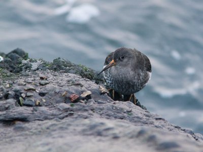 Paarse strandloper / Purple Sandpiper / Calidris maritima