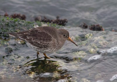Paarse strandloper / Purple Sandpiper / Calidris maritima