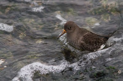 Paarse strandloper / Purple Sandpiper / Calidris maritima
