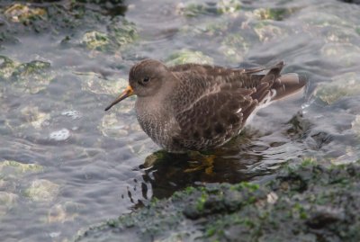 Paarse strandloper / Purple Sandpiper / Calidris maritima