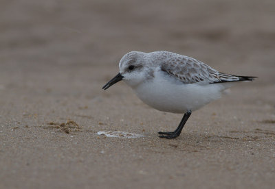 Drieteenstrandloper / Sanderling / Calidris alba