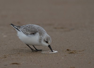 Drieteenstrandloper / Sanderling / Calidris alba