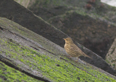 Oeverpieper / Rock Pipit / Anthus petrosus