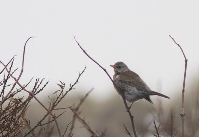 Kramsvogel / Fieldfare / Turdus pilaris