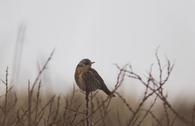 Kramsvogel / Fieldfare / Turdus pilaris