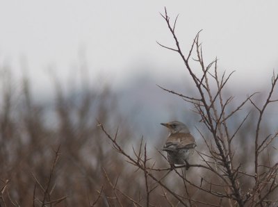 Kramsvogel / Fieldfare / Turdus pilaris