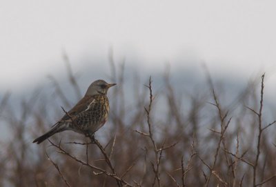 Kramsvogel / Fieldfare / Turdus pilaris