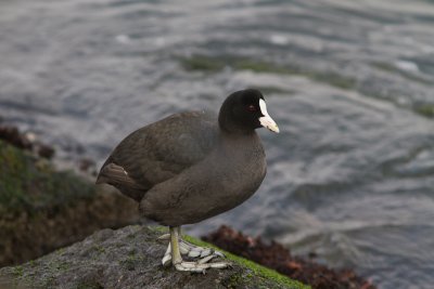 Meerkoet / Eurasian Coot / Fulica atra