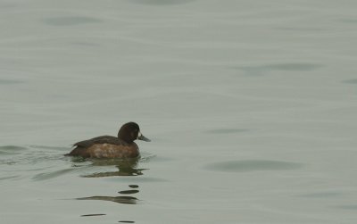 Topper / Greater Scaup / Aythya marila