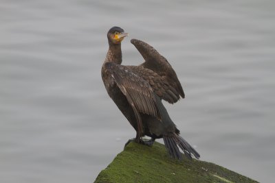 Aalscholver / Great Cormorant / Phalacrocorax carbo