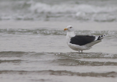Grote Mantelmeeuw / Great Black-backed Gull / Larus marinus