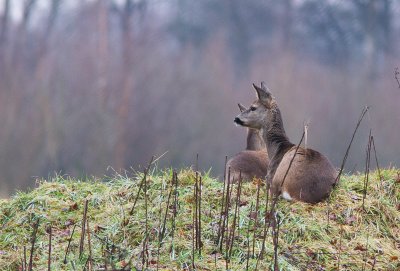 Ree / Roe Deer / Capreolus capreolus