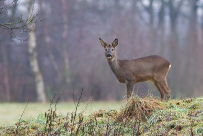 Ree / Roe Deer / Capreolus capreolus