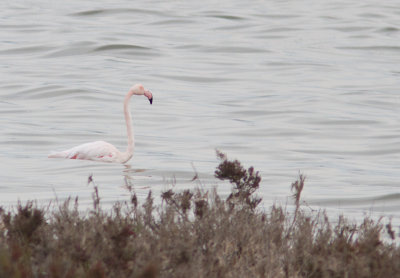 Europese flamingo / Greater Flamingo / Phoenicopterus roseus