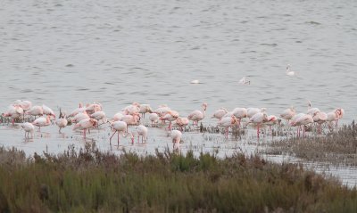 Europese flamingo / Greater Flamingo / Phoenicopterus roseus