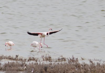 Europese flamingo / Greater Flamingo / Phoenicopterus roseus