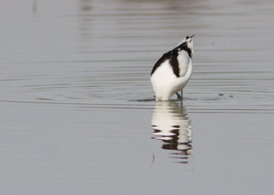 Kluut / Pied Avocet / Recurvirostra avosetta