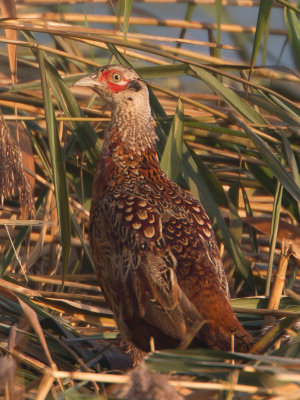 Fazant / Common Pheasant / Phasianus colchicus 