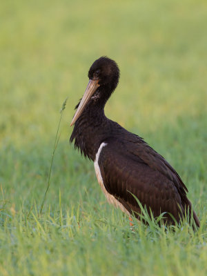 Zwarte ooievaar / Black Stork / Ciconia nigra 