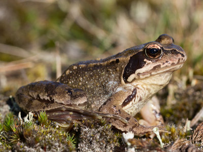 Bruine kikker / Common frog / Rana temporaria
