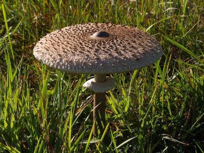 Macrolepiota procera / Grote Parasolzwam / Parasol mushroom