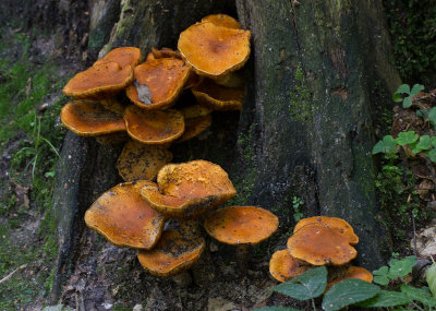 Gymnopilus junonius / Prachtvlamhoed / Spectacular Rustgill