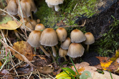 Coprinellus micaceus sl, incl. pallidissimus, truncorum  / Glimmerinktzwam (s.l.) 