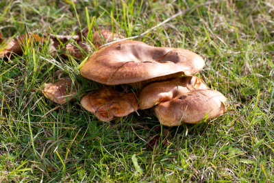 Paxillus involutus / Gewone krulzoom / Brown roll-rim