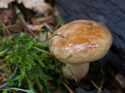 Paxillus involutus / Gewone krulzoom / Brown roll-rim