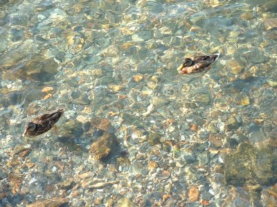 Fresh clean water in Lake Como. Largo Di Como.