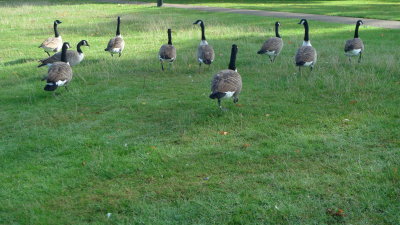 Canada geese on Clapham Common.
