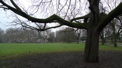 Winter Tree in Kennington Park.