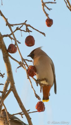 Bohemian Wax Wing.jpg