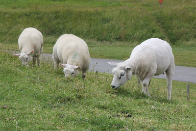 Texelse schapen
