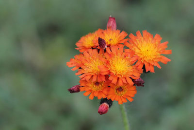 Hieracium aurantiacum - Oranje havikskruid